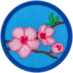 Three cherry blossoms bloom on a branch on a blue background.