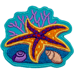 An orange and purple starfish is sprawled out on top of a coral reef. Two shells are next to it, there is coral in the background.