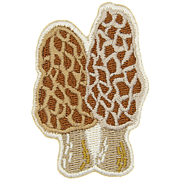 A cream-coloured morel mushroom.