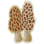 A cream-coloured morel mushroom.