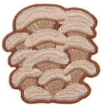 A cluster of cream-coloured oyster mushrooms.