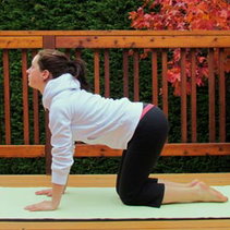 2482 EMP016 yoga cat pose.jpg