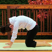 2483 EMP016 yoga cat pose 02.jpg
