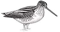 A drawing of a snipe.