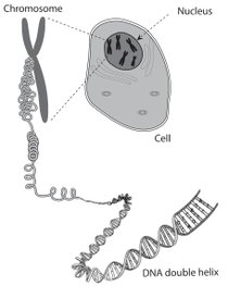A diagram of a DNA cell.
