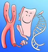 A cartoon of DNA unraveling.