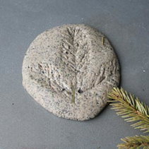 EMP022 palaeontology salt coffee grounds fossil.jp