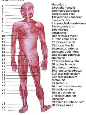 eck019 human locomotor activities muscles.jpg