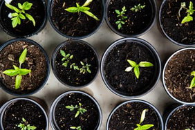 The tops of seed pots.